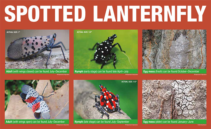  Spotted Latern Fly stages 